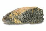 Woolly Mammoth Upper M Molar - North Sea Deposits #295865-1